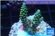Acropora green Indonesia 3-4 cm WYSIWYG acclimaté