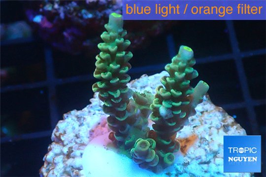 Acropora green Indonesia 3-4 cm WYSIWYG acclimaté