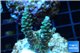 Acropora green Indonesia 3-4 cm WYSIWYG acclimaté