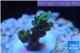 Acropora green Indonesia 1-3 cm WYSIWYG acclimaté