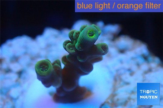 Acropora green Indonesia 1-3 cm WYSIWYG acclimaté