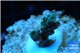 Acropora green Indonesia 1-3 cm WYSIWYG acclimaté