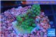 Acropora green & purple Fijii 2-3 cm WYSIWYG acclimaté