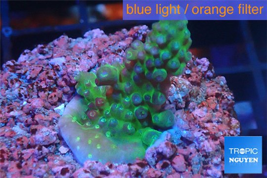 Acropora green & purple Fijii 2-3 cm WYSIWYG acclimaté