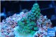 Acropora green & purple Fijii 2-3 cm WYSIWYG acclimaté