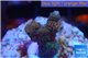 Acropora pink & green Indonesia 2-4 cm WYSIWYG acclimaté