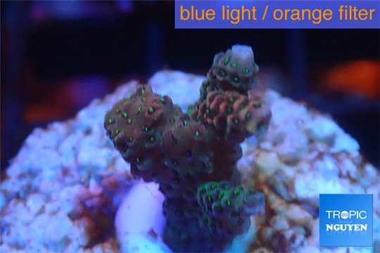 Acropora pink & green Indonesia 2-4 cm WYSIWYG acclimaté