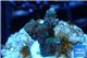 Acropora pink & green Indonesia 2-4 cm WYSIWYG acclimaté