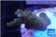 Acropora pink & green Indonesia 2-4 cm WYSIWYG acclimaté