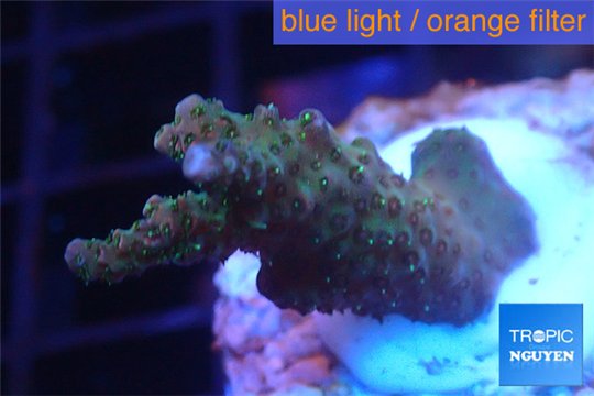 Acropora pink & green Indonesia 2-4 cm WYSIWYG acclimaté