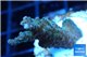 Acropora pink & green Indonesia 2-4 cm WYSIWYG acclimaté