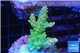 Acropora golden purple Indonesia 3-5 cm WYSIWYG acclimaté