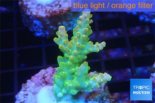 Acropora golden purple Indonesia 3-5 cm WYSIWYG acclimaté