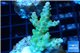 Acropora golden purple Indonesia 3-5 cm WYSIWYG acclimaté