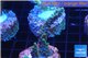 Acropora purple gold Indonesia 3-4 cm WYSIWYG acclimaté