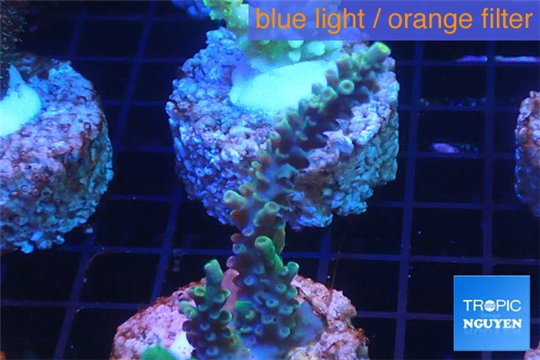 Acropora purple gold Indonesia 3-4 cm WYSIWYG acclimaté