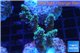 Acropora purple gold Indonesia 3-5 cm WYSIWYG acclimaté