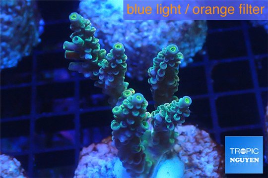 Acropora purple gold Indonesia 3-5 cm WYSIWYG acclimaté