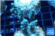 Acropora purple gold Indonesia 3-5 cm WYSIWYG acclimaté