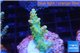 Acropora golden purple Indonesia 3-4 cm WYSIWYG acclimaté