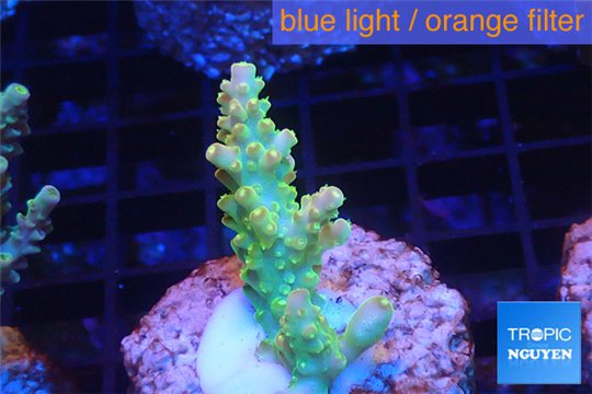 Acropora golden purple Indonesia 3-4 cm WYSIWYG acclimaté