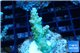 Acropora golden purple Indonesia 3-4 cm WYSIWYG acclimaté