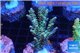 Acropora purple gold Indonesia 3-5 cm WYSIWYG acclimaté