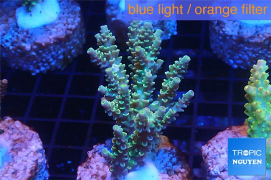 Acropora purple gold Indonesia 3-5 cm WYSIWYG acclimaté