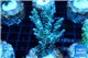 Acropora purple gold Indonesia 3-5 cm WYSIWYG acclimaté