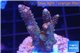 Acropora pink & green Indonesia 3-5 cm WYSIWYG acclimaté