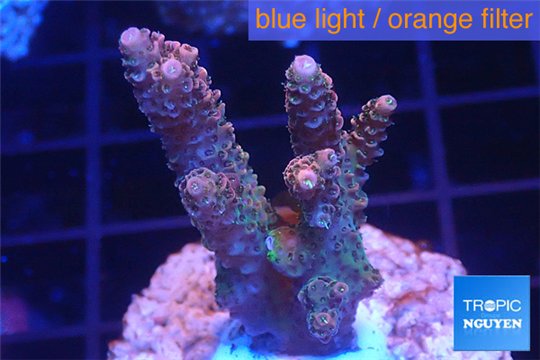 Acropora pink & green Indonesia 3-5 cm WYSIWYG acclimaté