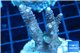 Acropora pink & green Indonesia 3-5 cm WYSIWYG acclimaté