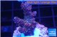 Acropora millepora pink indonesia 3-4 cm WYSIWYG acclimaté