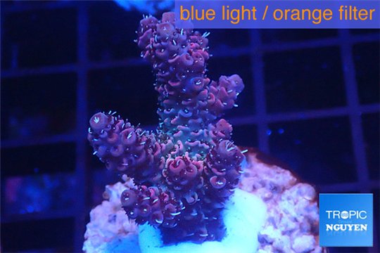 Acropora millepora pink indonesia 3-4 cm WYSIWYG acclimaté