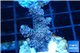 Acropora millepora pink indonesia 3-4 cm WYSIWYG acclimaté