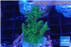 Acropora green blue Australia 3-4 cm WYSIWYG acclimaté