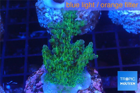 Acropora green blue Australia 3-4 cm WYSIWYG acclimaté
