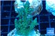 Acropora green blue Australia 3-4 cm WYSIWYG acclimaté