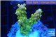 Acropora golden purple Indonesia 3-4 cm WYSIWYG acclimaté