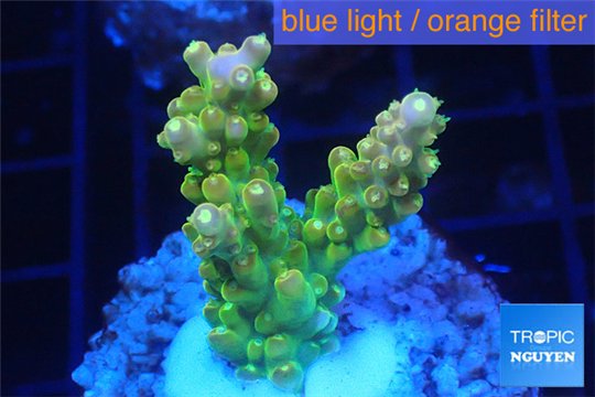 Acropora golden purple Indonesia 3-4 cm WYSIWYG acclimaté