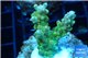 Acropora golden purple Indonesia 3-4 cm WYSIWYG acclimaté