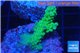 Acropora pink & green Australia premium 3-4 cm WYSIWYG acclimaté