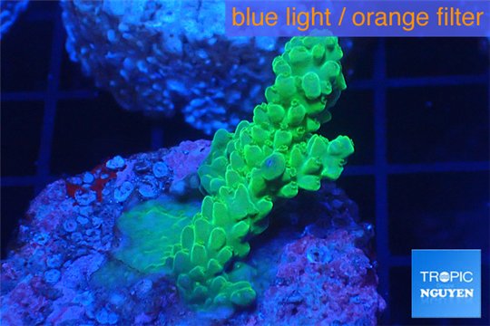 Acropora pink & green Australia premium 3-4 cm WYSIWYG acclimaté