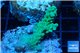 Acropora pink & green Australia premium 3-4 cm WYSIWYG acclimaté