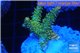Acropora sunset pink toxic green polyps 2-4 cm WYSIWYG acclimaté