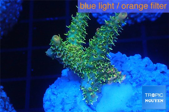 Acropora sunset pink toxic green polyps 2-4 cm WYSIWYG acclimaté