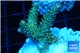 Acropora sunset pink toxic green polyps 2-4 cm WYSIWYG acclimaté