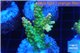 Acropora golden purple Indonesia 3-4 cm WYSIWYG acclimaté