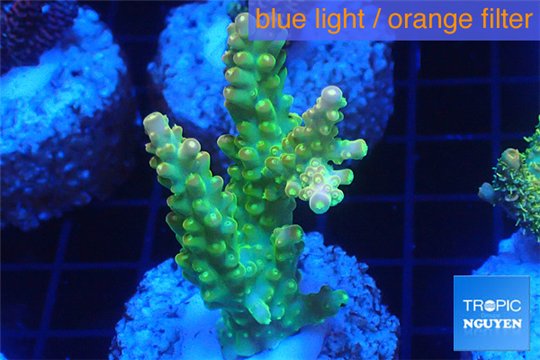 Acropora golden purple Indonesia 3-4 cm WYSIWYG acclimaté