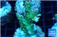 Acropora golden purple Indonesia 3-4 cm WYSIWYG acclimaté